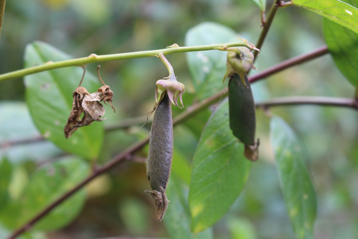 Crotalaria walkeri Arn.